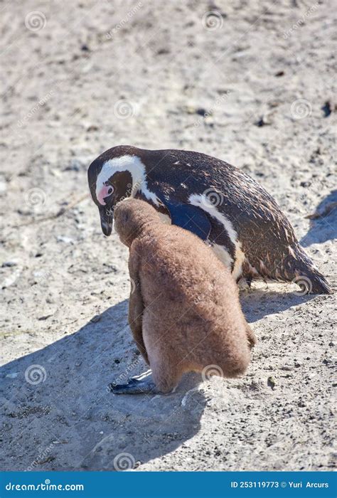 Penguins. Black-footed Penguin at Boulders Beach, South Africa. Stock Image - Image of national ...