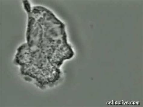 Phagocytosis Microscope