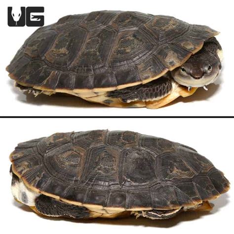 Argentine Sideneck Turtles For Sale - Underground Reptiles