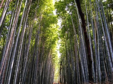 Premium Photo | Arashiyama bamboo forest