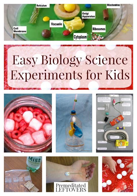 Easy Biology Experiments for Kids