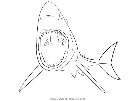 Great White Shark Images For Kids