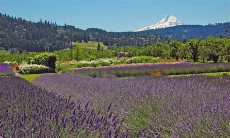 Hood River Valley, Oregon - AllTrips