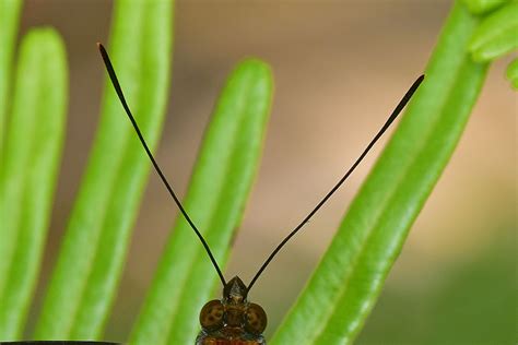 Butterflies of Singapore: The Butterfly Antennae