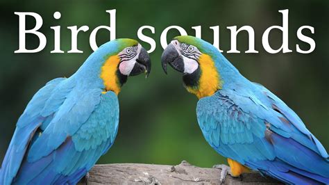 Relaxing bird sounds 🦜 - YouTube