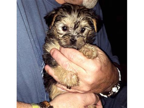 4 Morkie poo puppies need good home Bostwick - Puppies for Sale Near Me