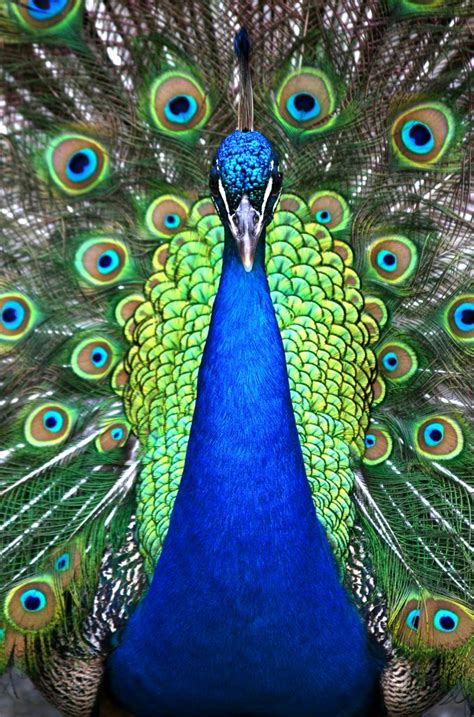 Peacock Symbolism and Peacock Meanings | Peacock, Peacock tattoo ...