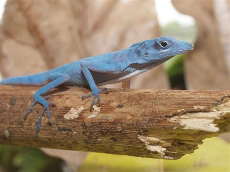 The World's Only Pure Blue Lizard Is In Danger | Featured Creature