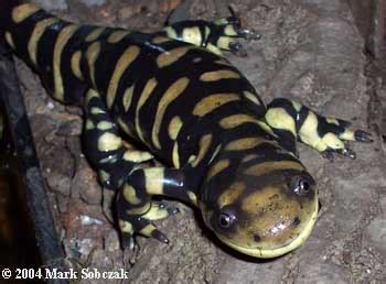 Eastern Tiger Salamander | Rehabilitation of Endangered Wildlife