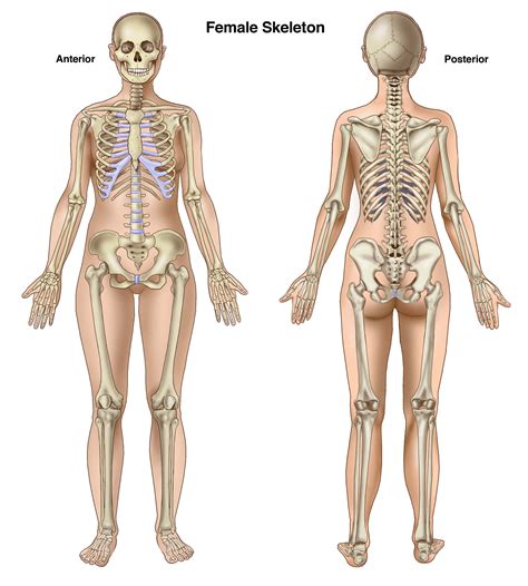 Female Skeleton Anterior and Posterior | Female skeleton, Human anatomy female, Skeleton anatomy