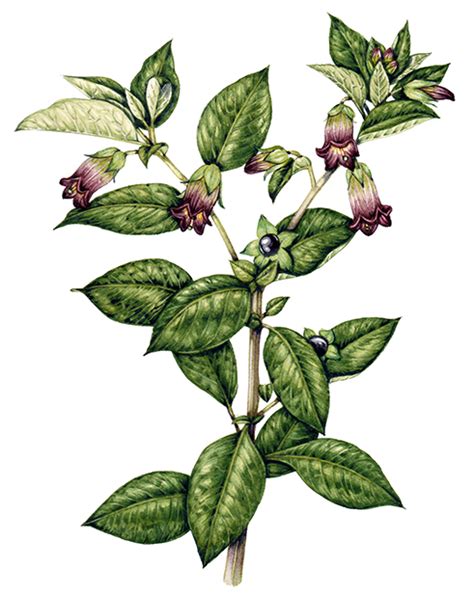 Deadly nightshade Atropa belladonna - Lizzie Harper