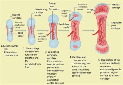 What No One Tells You About Bone Growth