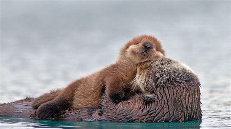 1290x2796px, 2K Free download | Bing Archive: Sea otter with pup ...