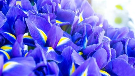 A Complete Guide to Iris Flower Meaning and Symbolism | TheMindFool