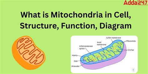 Mitochondria Diagram, Function, Structure for Class 9