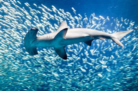 Hammerhead Sharks - Threats and Facts - Australian Marine Conservation Society