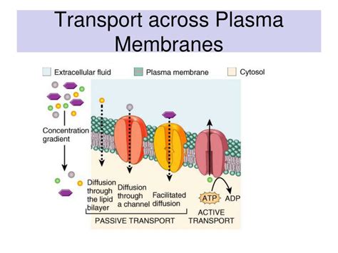 PPT - Transport across Plasma Membranes PowerPoint Presentation, free ...