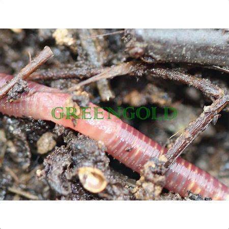 Eisenia Fetida at Best Price in Raipur, Chhattisgarh | GREENGOLD VERMICOMPOST