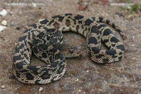 Photo of Northern Pine Snake, Pituophis melanoleucus melanoleucus | Pine snake, Snake, Reptiles ...