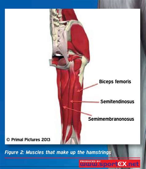 Proper Hamstring Stretching – [𝗣]𝗥𝗲𝗵𝗮𝗯