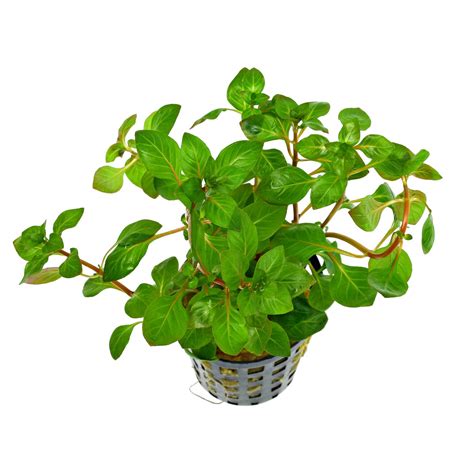 Ludwigia palustris "Red" | Aquasabi - Aquascaping Shop