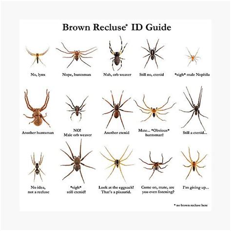 Brown Recluse ID Guide Photographic Print by ArthroLove in 2022 | Brown recluse, Recluse ...