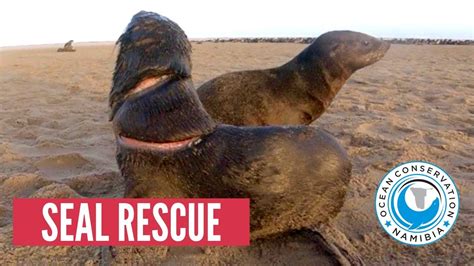 [GRAPHIC] Baby Seal with DEEP CUT rescued - YouTube