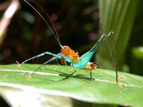 Counting Bugs In Panama? Get Out Your Tree Raft | NCPR News