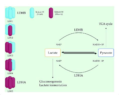 LDH composition and function. LDH is a tetrameric enzyme with five... | Download Scientific Diagram