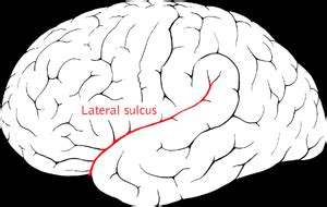 Lateral sulcus - wikidoc