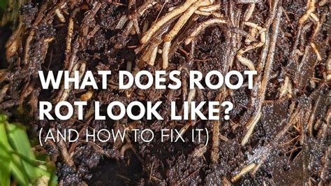 What does root rot look like (and how to fix it) Guide | Our House Plants