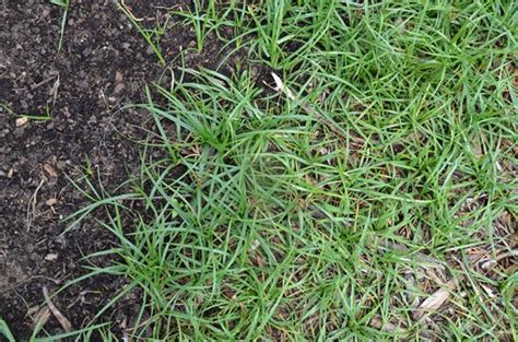 Purple Nut Sedge & Wet Weather: A Challenge To The Perfect Landscape | Gardening in the Panhandle