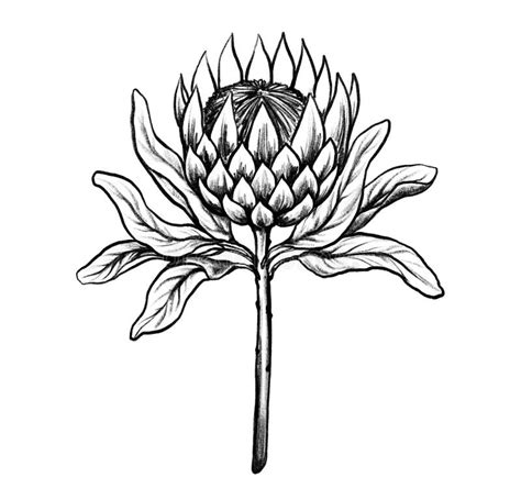 Protea Sketch Stock Illustrations – 2,415 Protea Sketch Stock ...