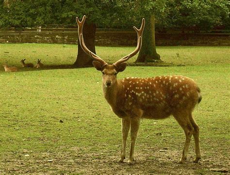 Deer of Ireland | Deer species, Deer, Deer hunting season