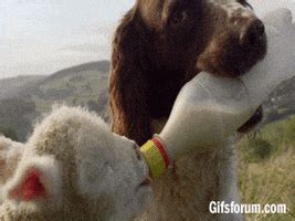 Lamb GIFs - Find & Share on GIPHY