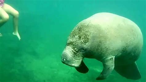 Snorkeling with Manatees - YouTube