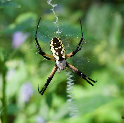 Garden Orb Weaver Texas | Fasci Garden