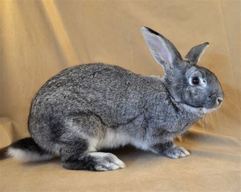 Giant Chinchilla Rabbit - The Livestock Conservancy