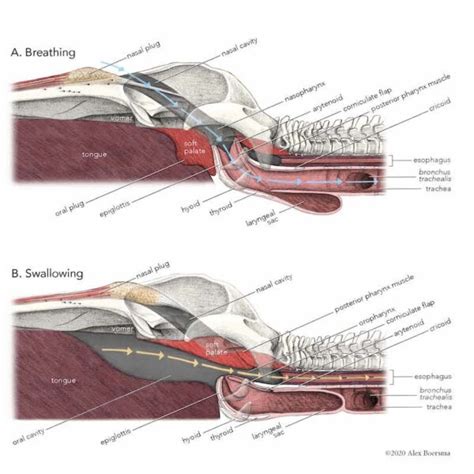 Looking down the throat of a Humpback Whale | Cortes Currents