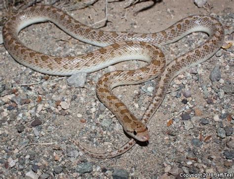 Desert Glossy Snake (Arizona elegans eburnata)