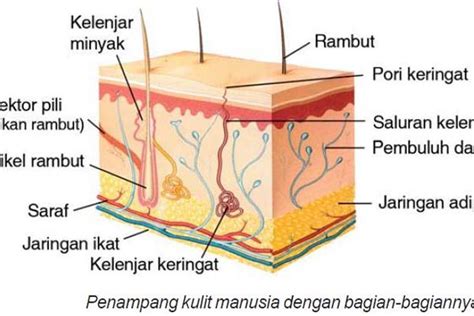 Dalam Al-Quran, Allah Terangkan Perihal Kulit Manusia (1) - Islampos