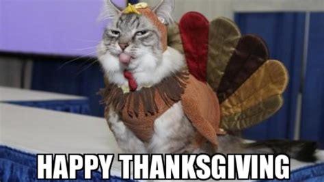 25+ Furr-tastic Thanksgiving Cat Memes 2023 for Your Mushy Friend