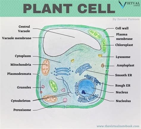 Are Plant Cells And Animal Cells The Same - Boyd Urnow1985