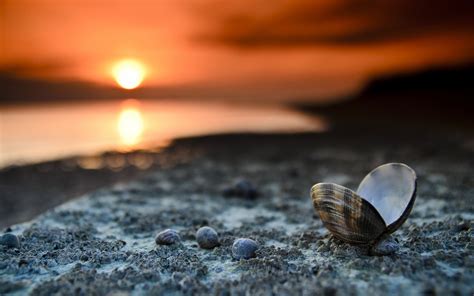 beach sunset landscape shells wallpaper[1920×1200] – HD Wallpapers