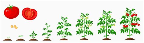 Tomato growth stages, vegetable plant life cycle 23208076 Vector Art at Vecteezy