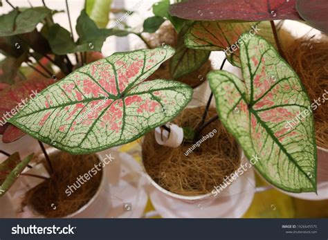 Types Taro Plants Ornamental Plant Exchange Stock Photo 1926645575 | Shutterstock