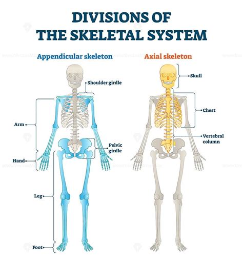 Divisions of appendicular and axial skeletal system labeled explanation | Skeletal system, Axial ...