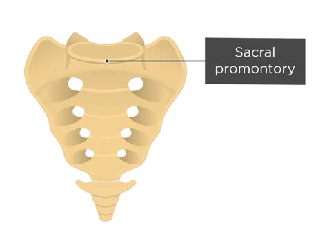 Anterior view of the sacral promontory of the sacrum | Sacroiliac, Sacroiliac joint, Arteries ...