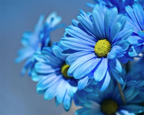 Blue Daisies Photograph by Jody Trappe Photography - Fine Art America