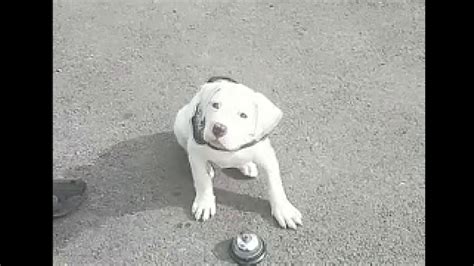 American Bulldog Puppy Training - YouTube